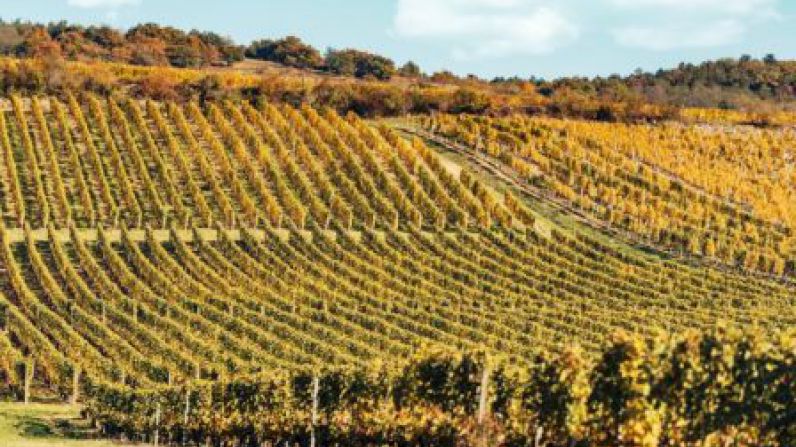 Tokaj under threat from climate change.