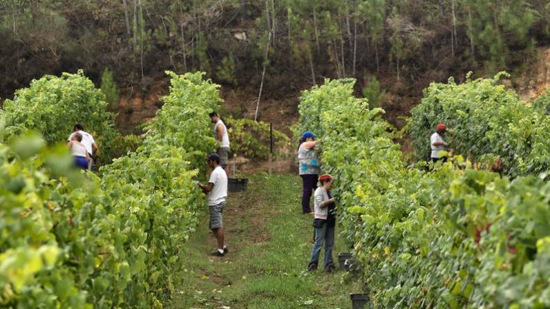 Lagar de Cervera inicia una cosecha "muy ilusionante" 