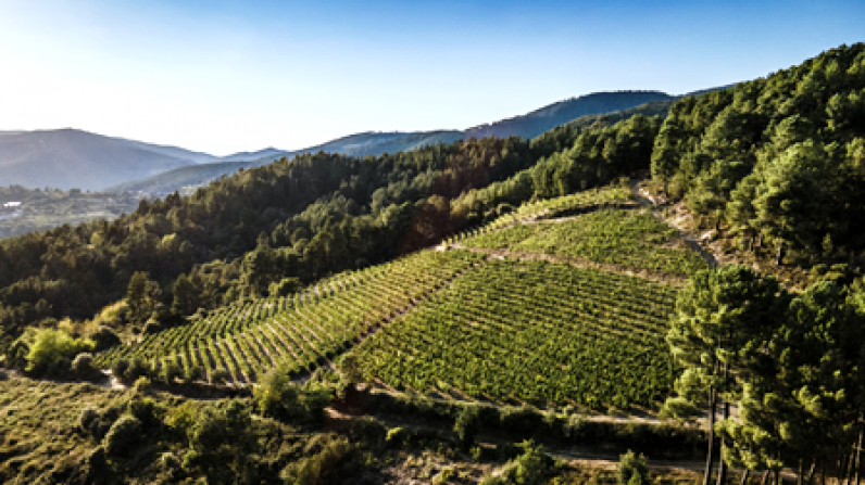 Celebra la llegada del verano con la pureza de la godello de los vinos blancos de O Luar do Sil.