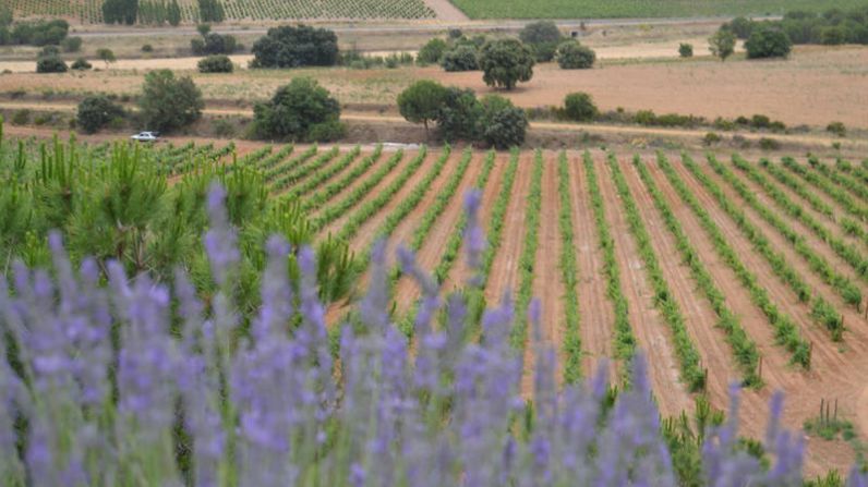 Oinoz, medalla de plata en el concurso de vinos ecológicos Mundus Vini Biofach