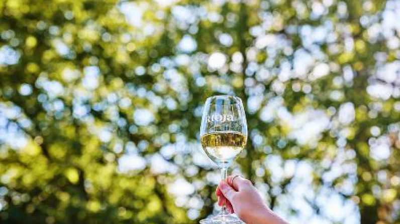 Rioja sabe a oro: con 477 vinos reconocidos, la DOCa triunfa en los premios internacionales de Decanter y brilla con 81 medallas en el Concurso Mundial de Bruselas.